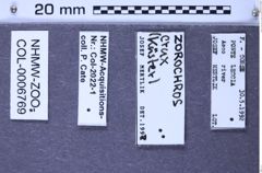 Etiketten zu Zorochros crux (Küster, 1849) (NHMW-ZOO-COL-0006769)